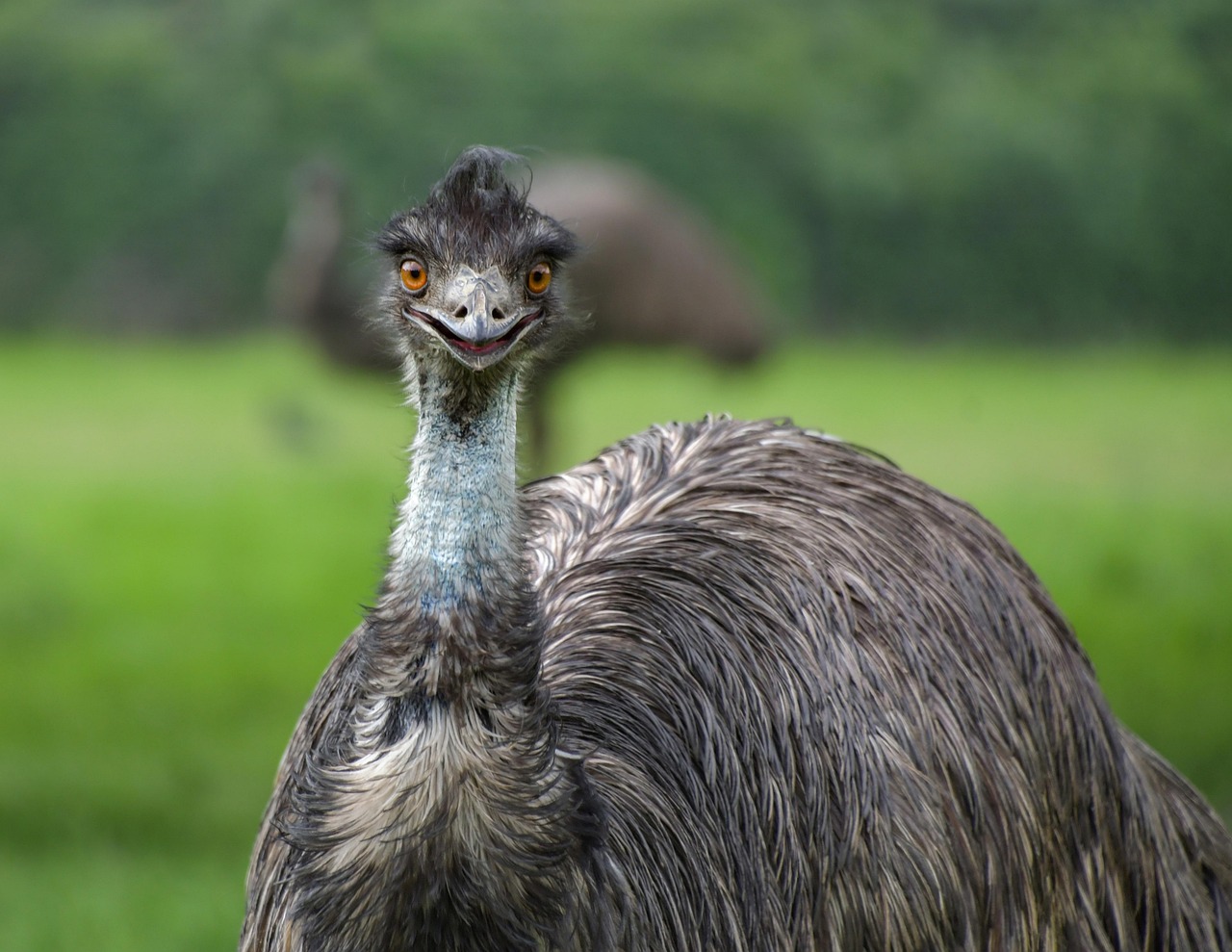 Australian emu
